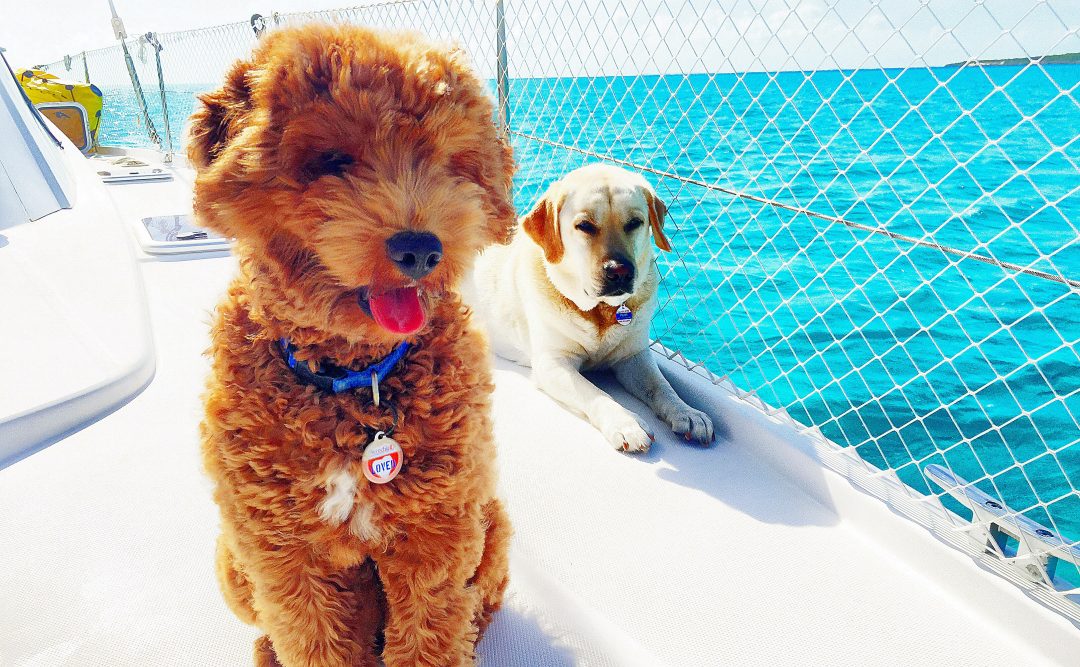 2 dogs on boat deck